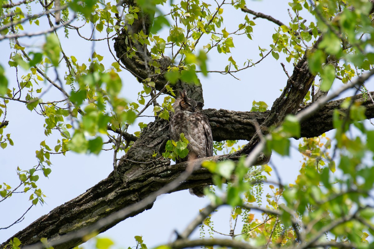 Great Horned Owl - ML635212518