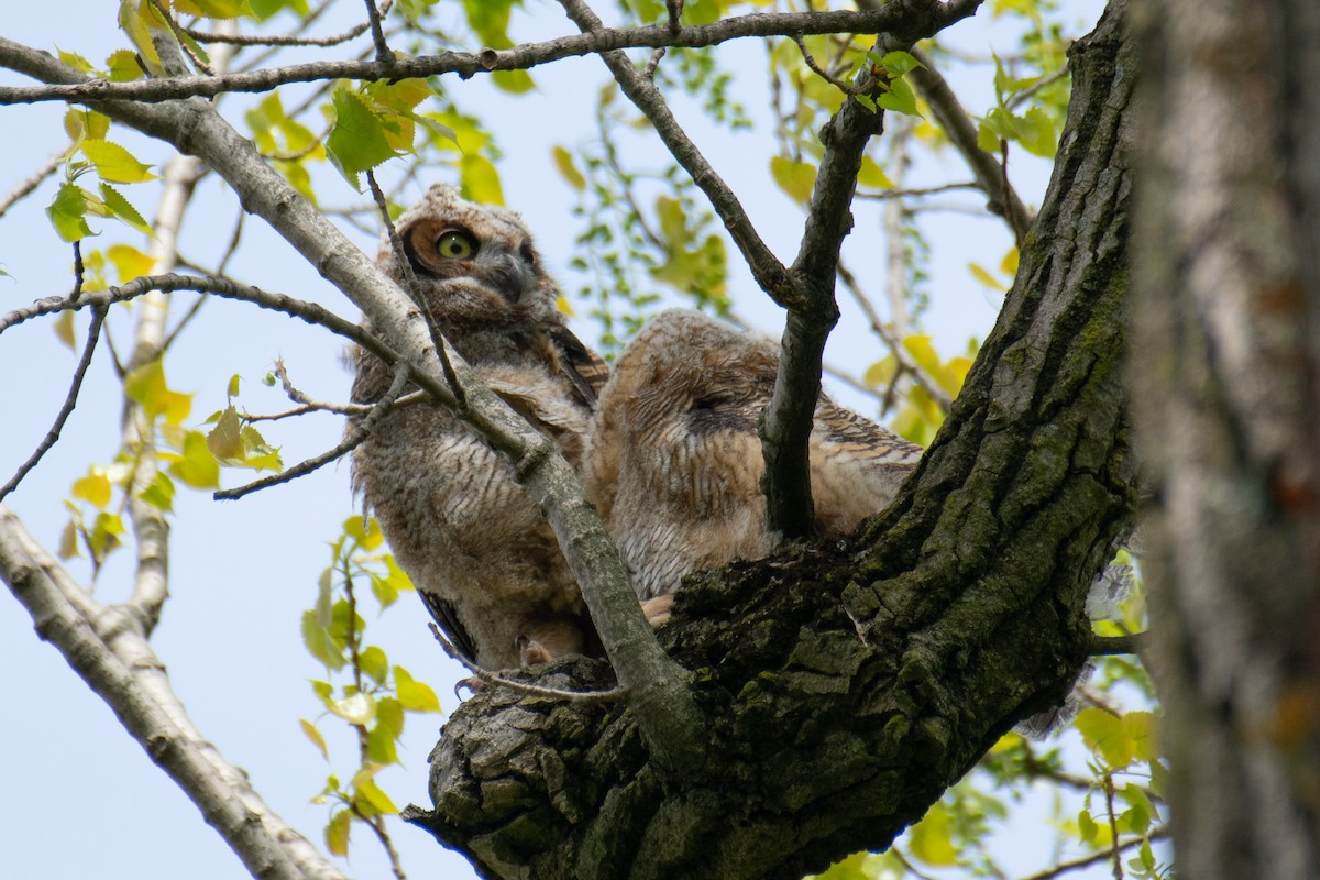 Great Horned Owl - ML635212570