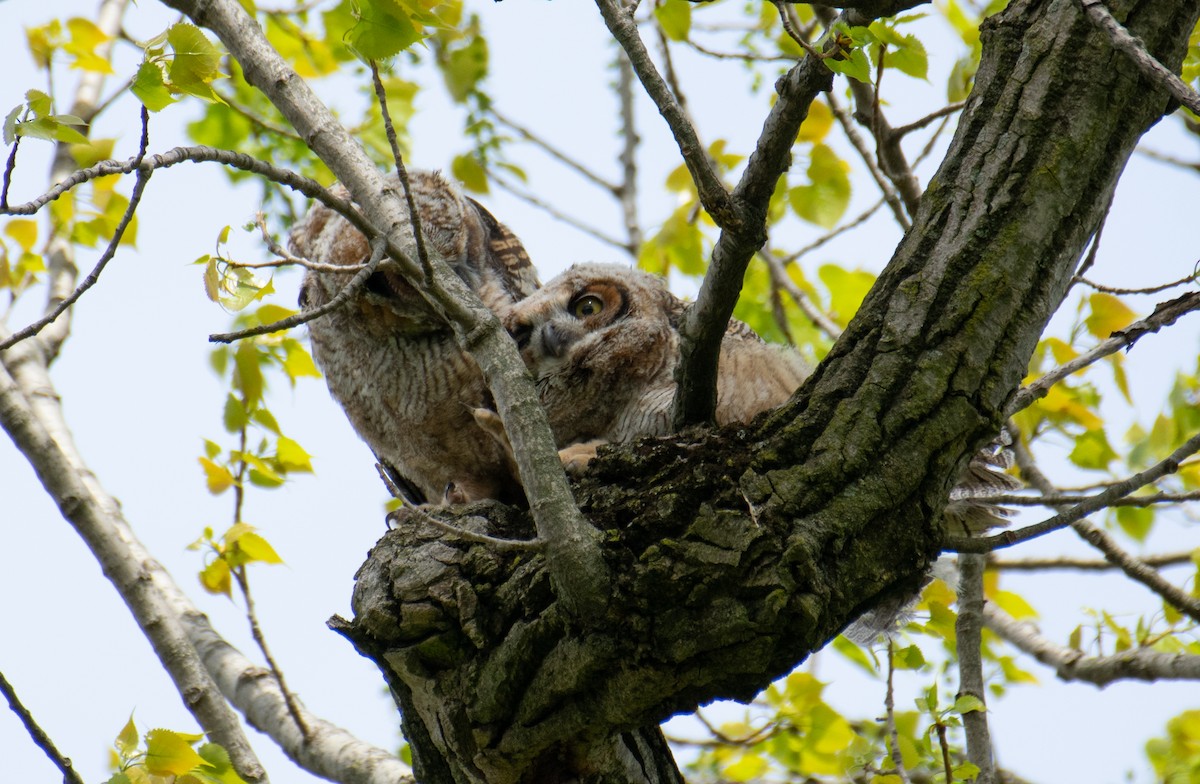 Great Horned Owl - ML635212579