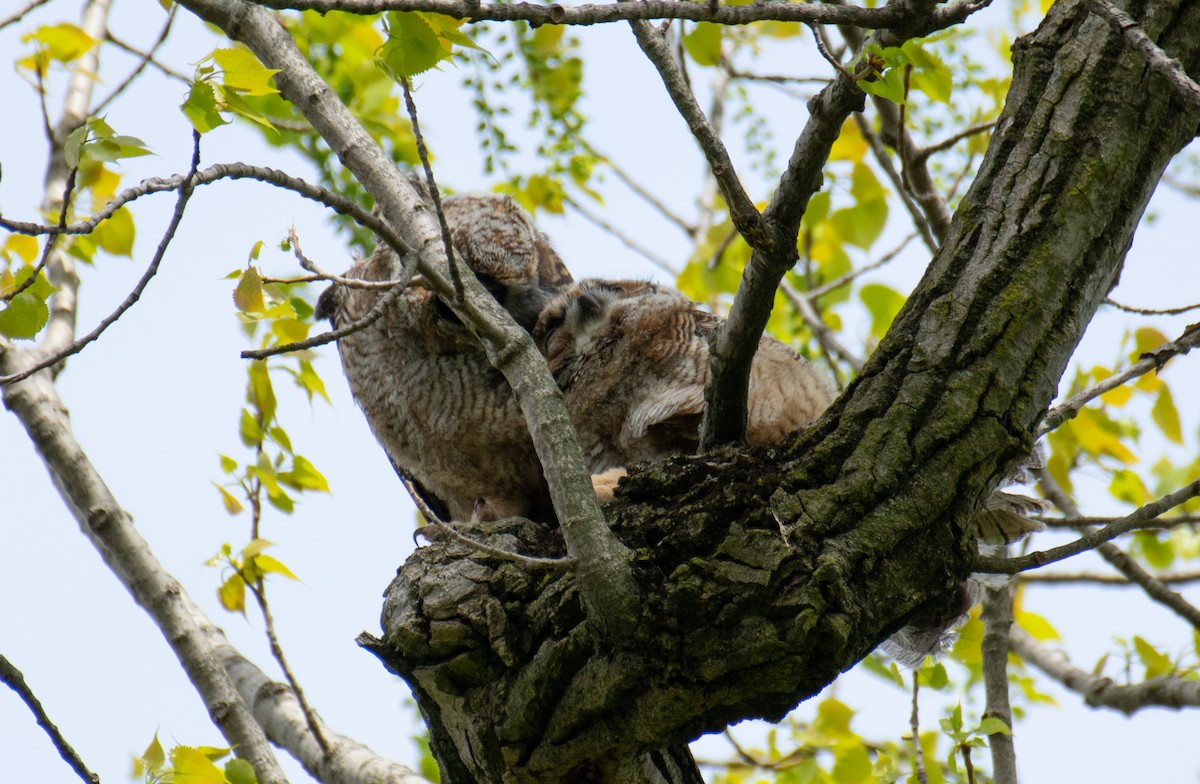 Great Horned Owl - ML635212580