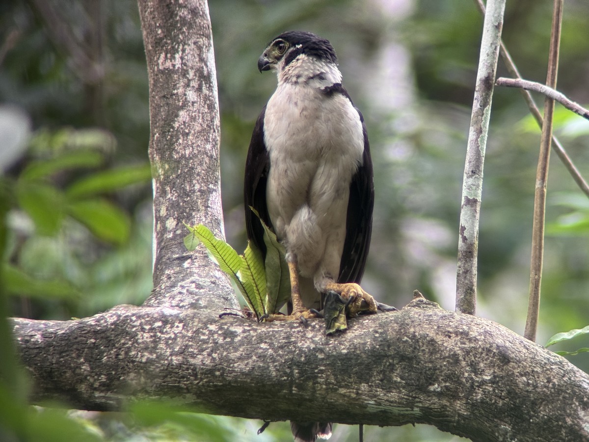Slaty-backed Forest-Falcon - ML635212601