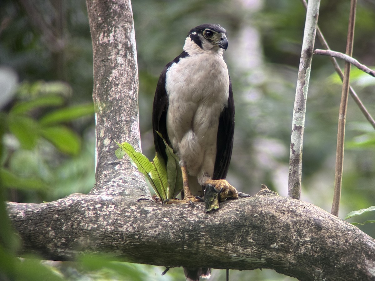 Slaty-backed Forest-Falcon - ML635212603