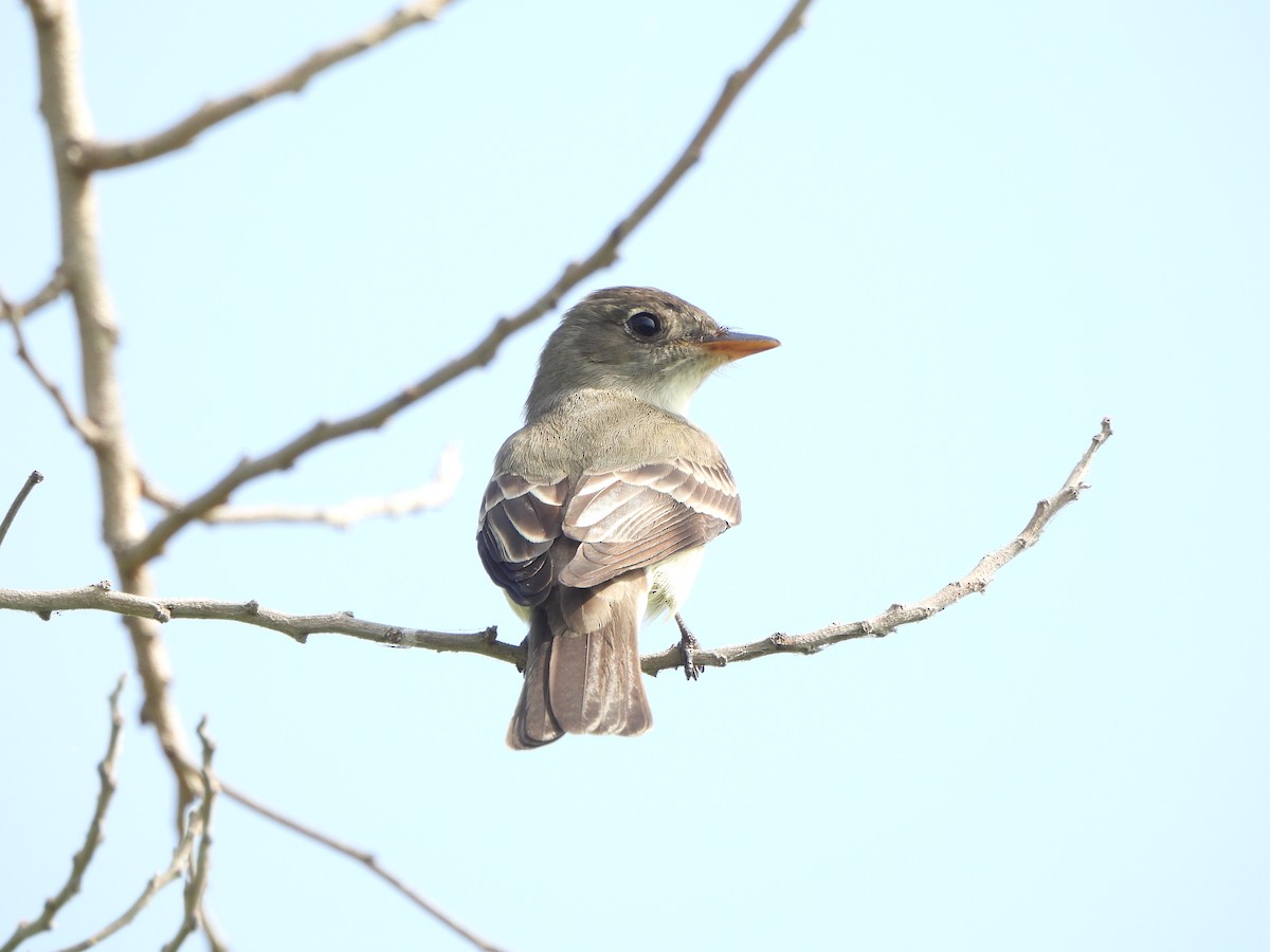 Eastern Wood-Pewee - ML635212613