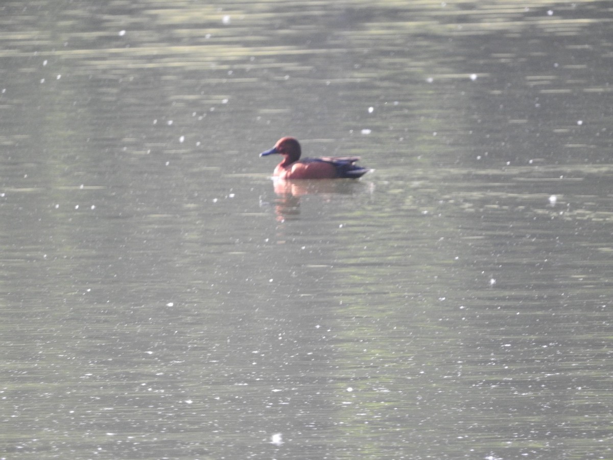 Cinnamon Teal - ML635212661