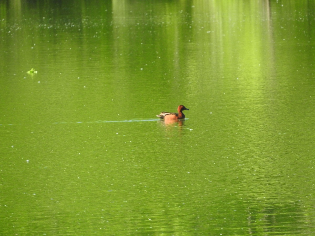 Cinnamon Teal - ML635212662