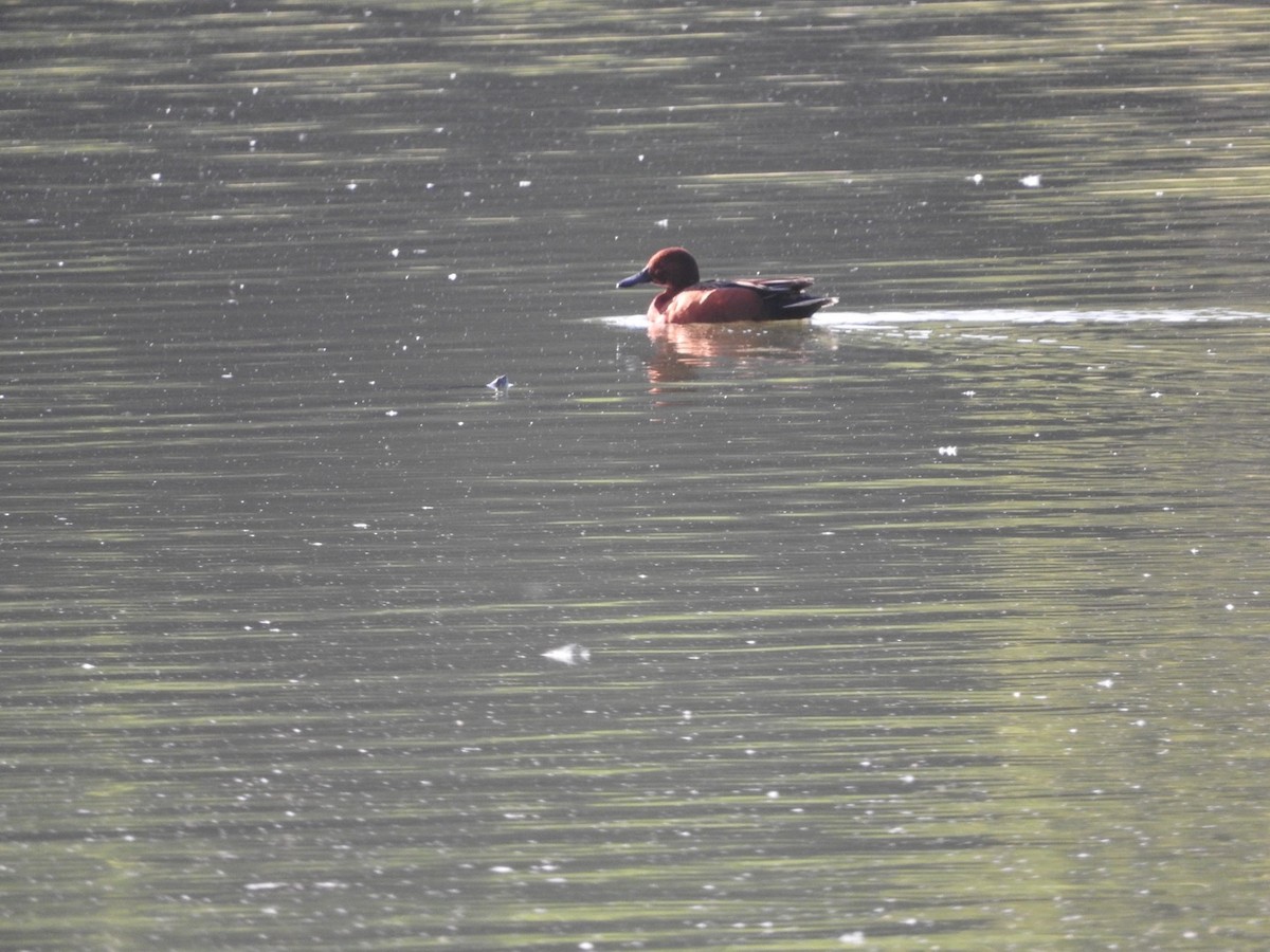 Cinnamon Teal - ML635212663