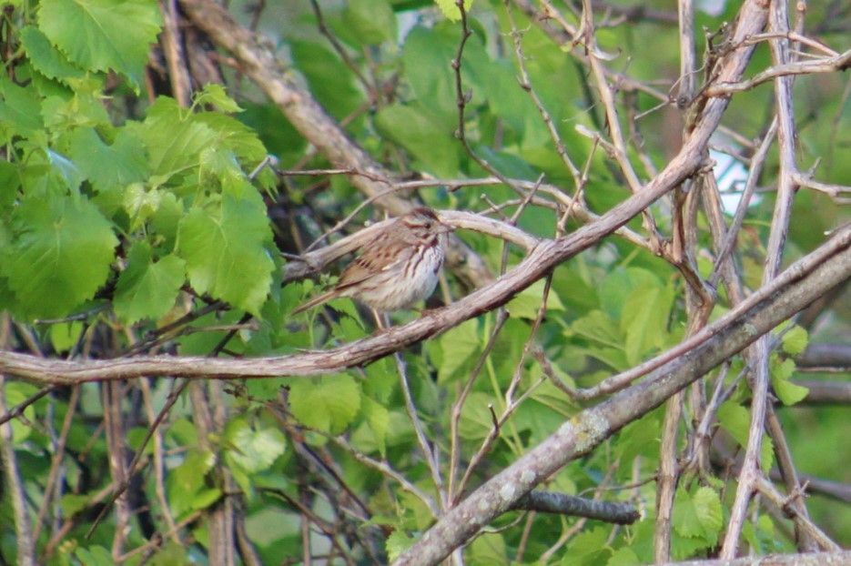 Song Sparrow - ML635212669
