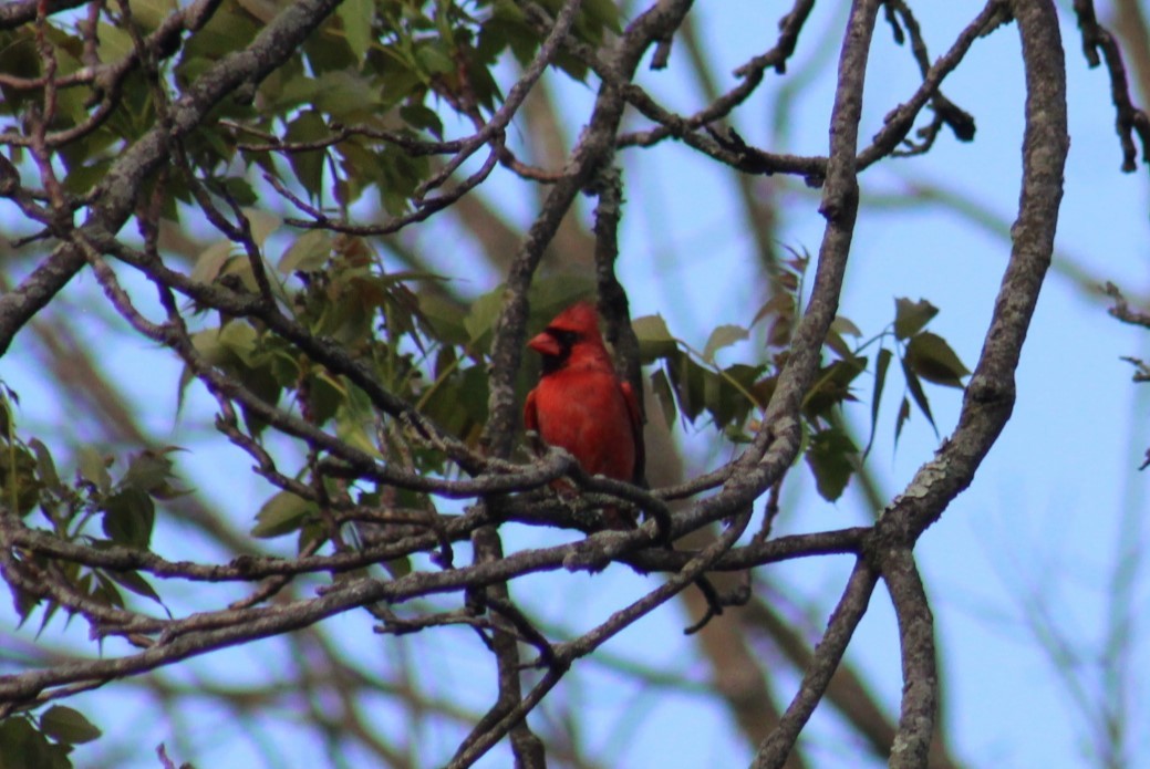 Northern Cardinal - ML635212702