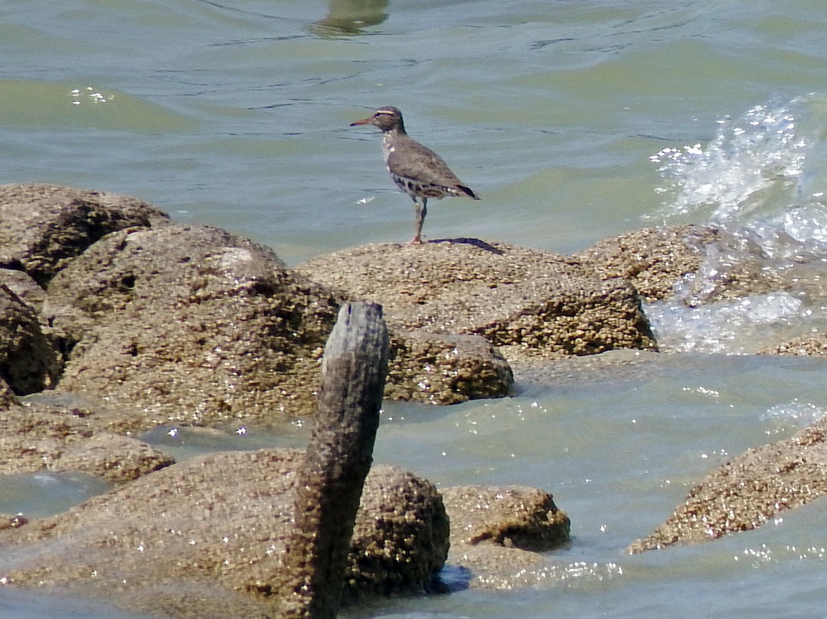 Spotted Sandpiper - ML635212704