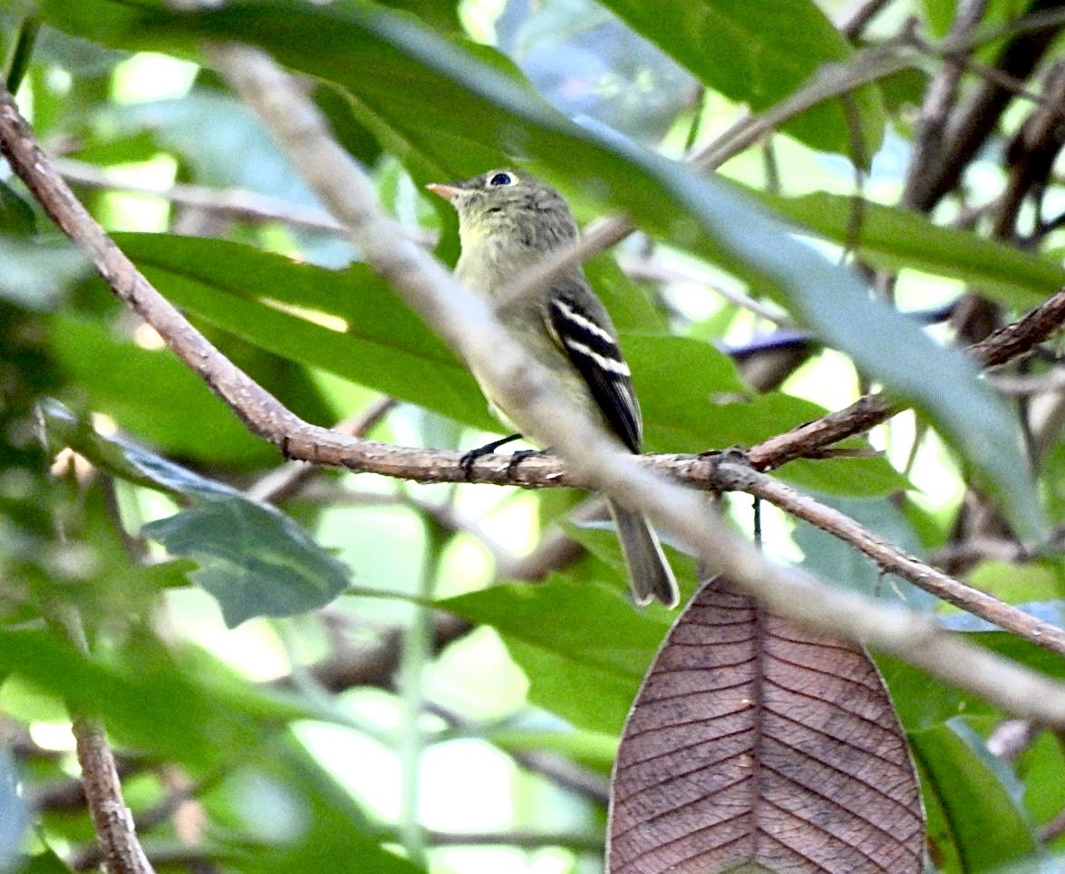 Yellow-bellied Flycatcher - ML635212715