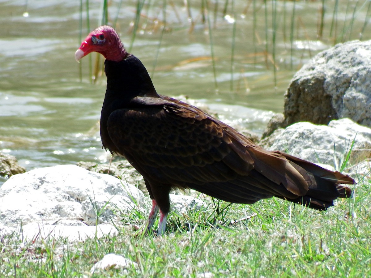 Turkey Vulture - ML635212725