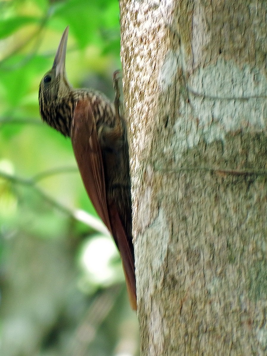 Ivory-billed Woodcreeper - ML635212756