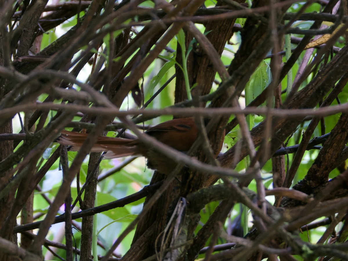 Rufous Spinetail - ML635212764