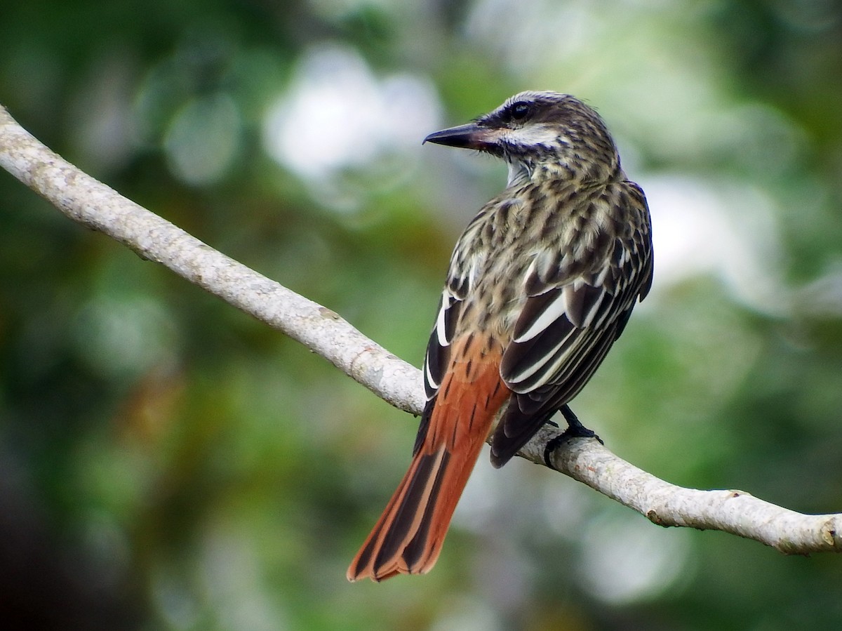 Sulphur-bellied Flycatcher - ML635212774