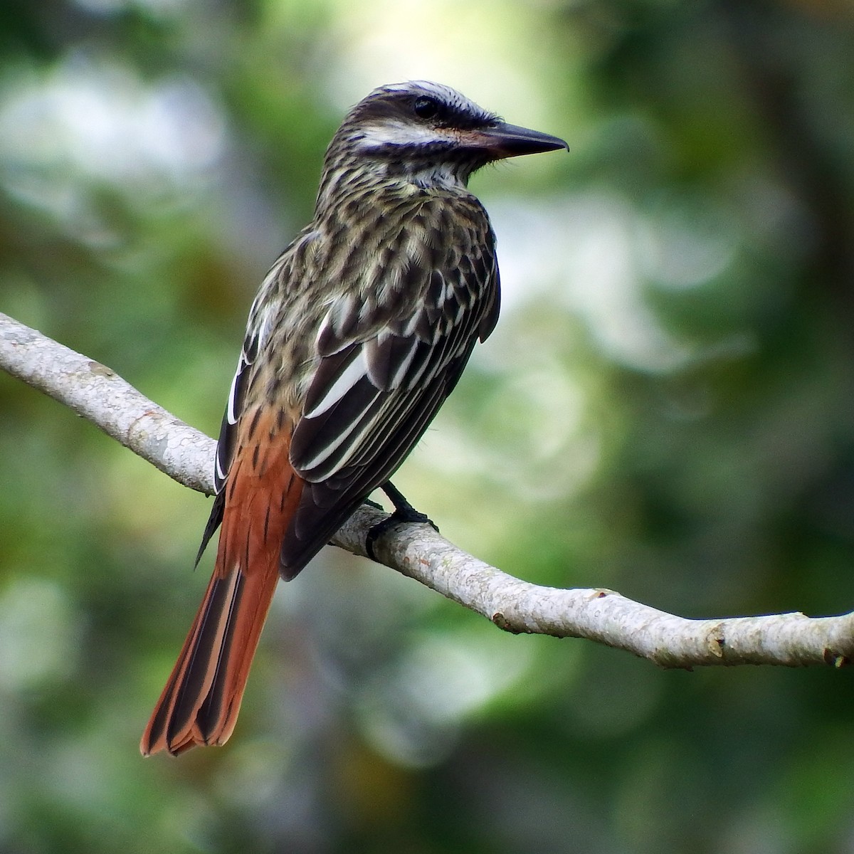 Sulphur-bellied Flycatcher - ML635212775