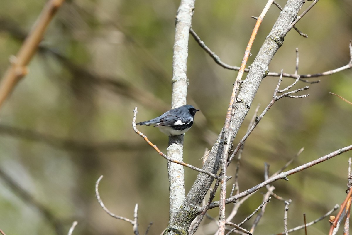 Black-throated Blue Warbler - ML635212807