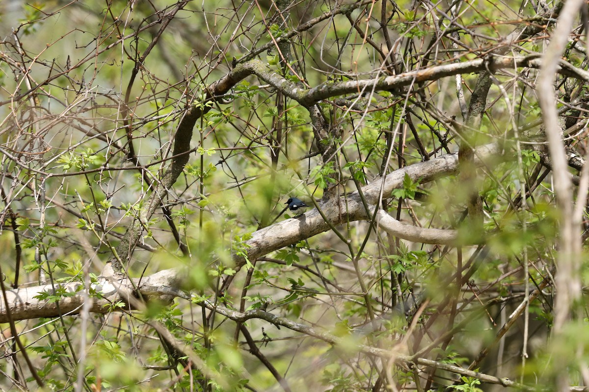 Black-throated Blue Warbler - ML635212809