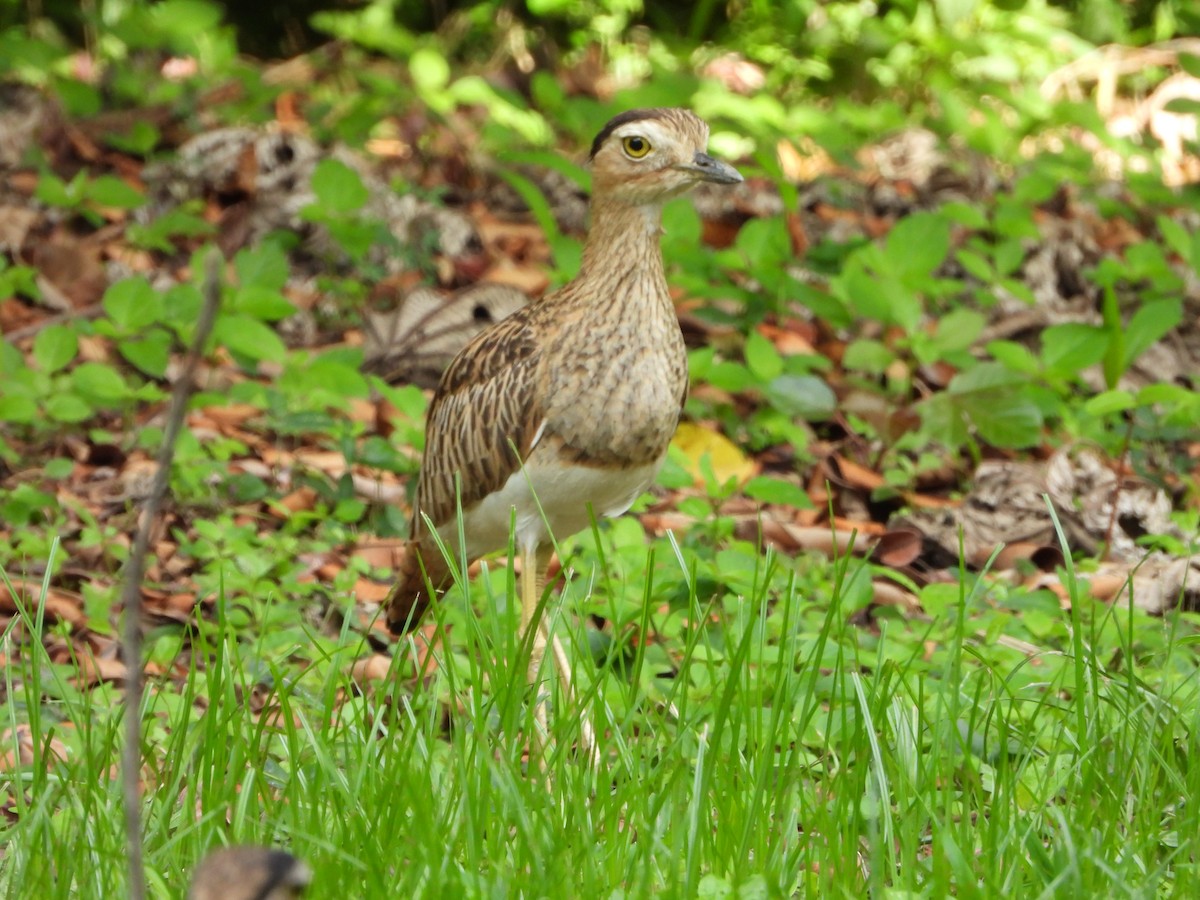 Double-striped Thick-knee - ML635212877