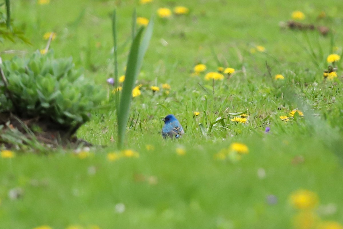 Indigo Bunting - ML635212893