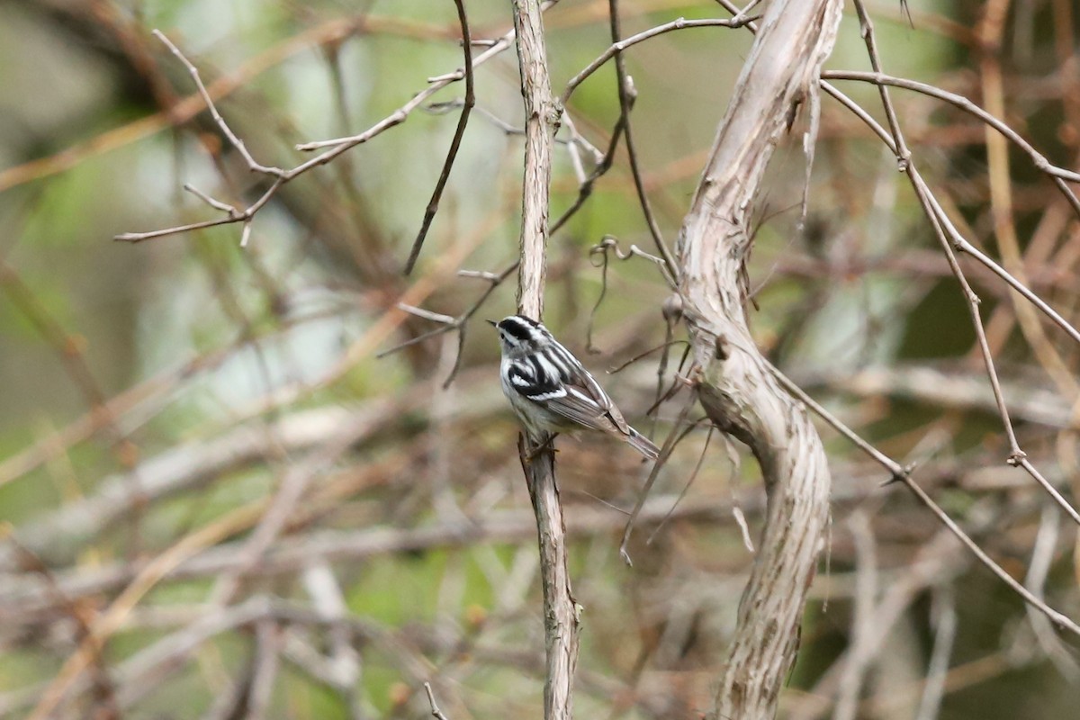 Black-and-white Warbler - ML635212953