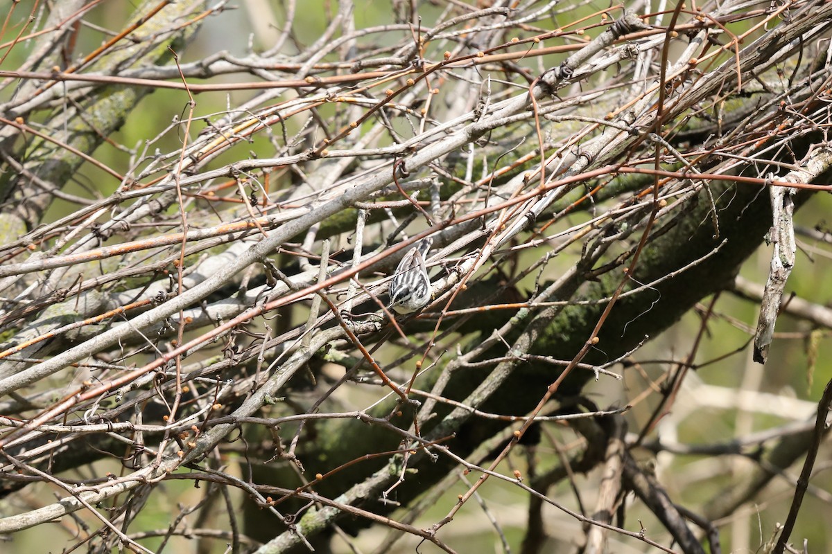 Black-and-white Warbler - ML635212954