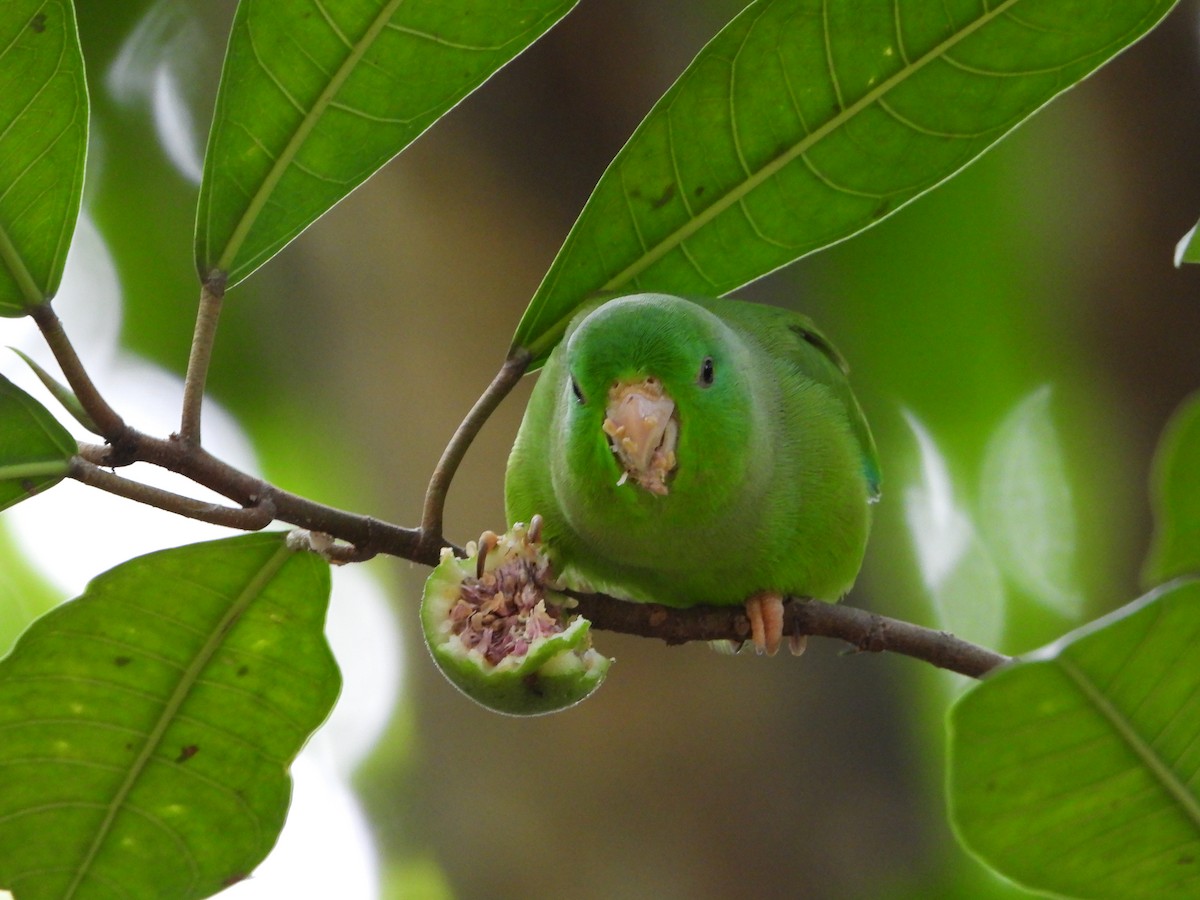 Green-rumped Parrotlet - ML635212982