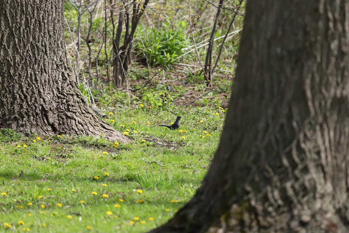 Gray Catbird - ML635213022