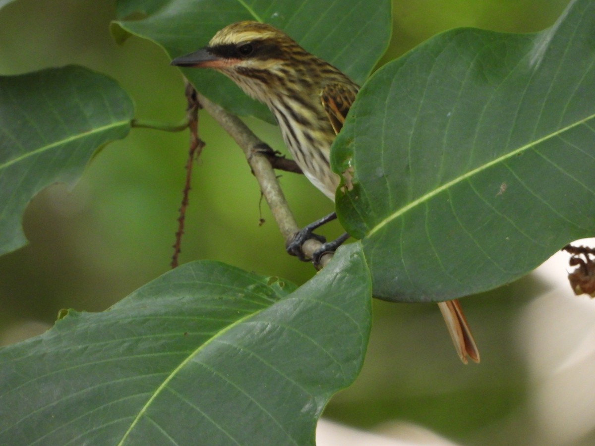 Streaked Flycatcher - ML635213070