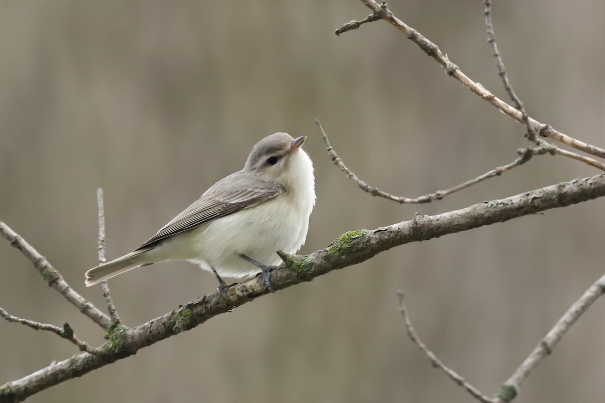 Warbling Vireo - ML635213083