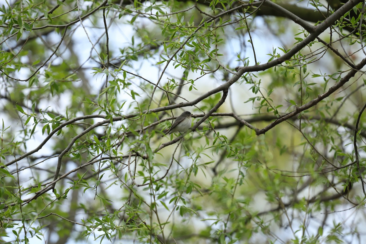Warbling Vireo - ML635213086