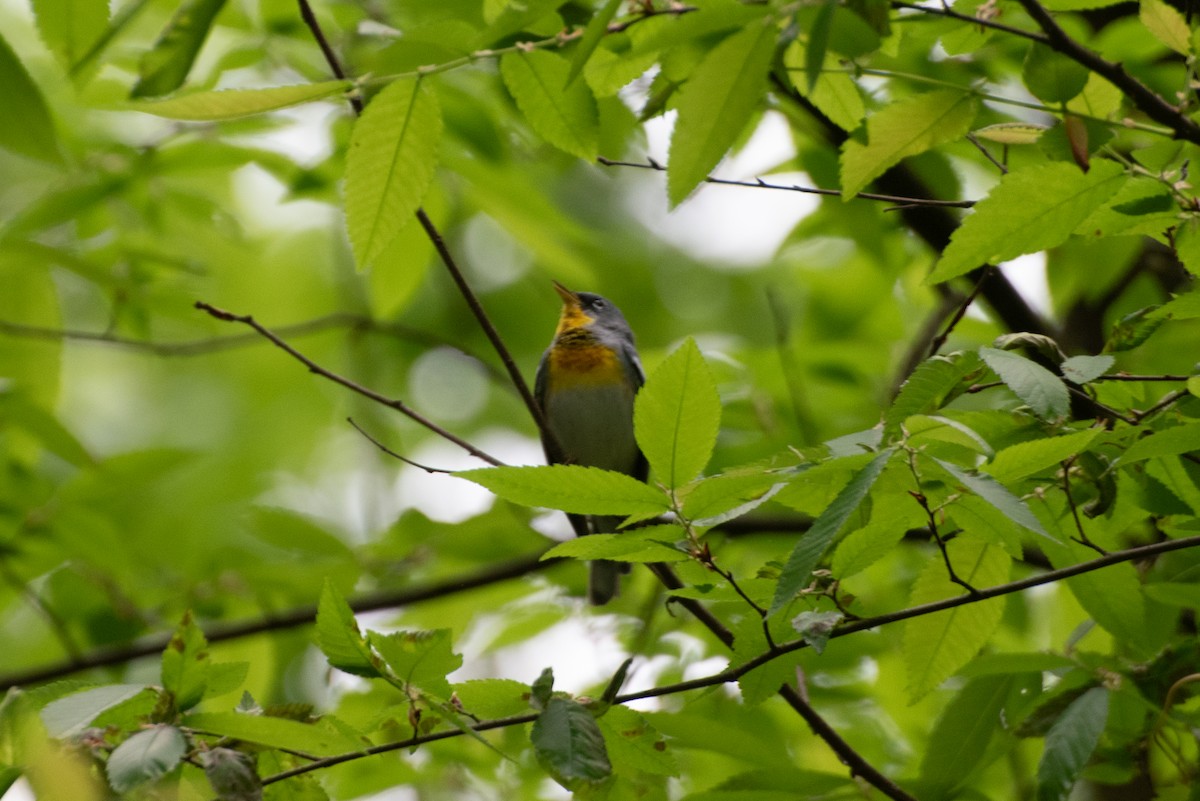 Northern Parula - ML635213212