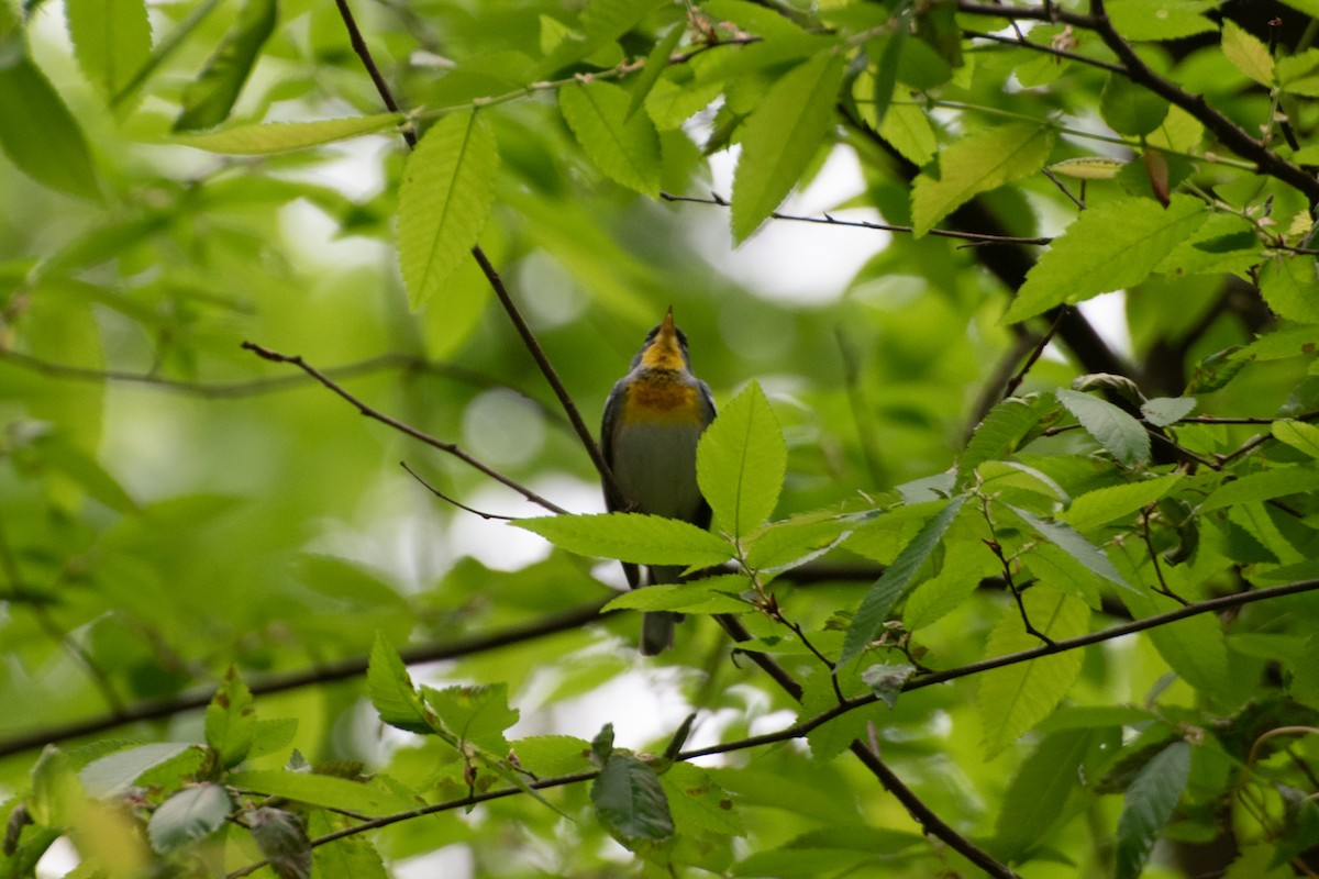 Northern Parula - ML635213213
