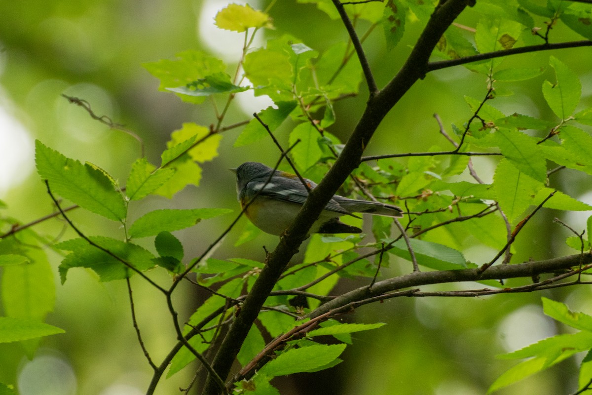 Northern Parula - ML635213247