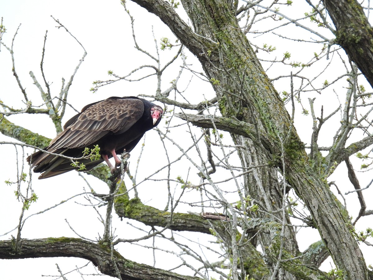 Turkey Vulture - ML635213327