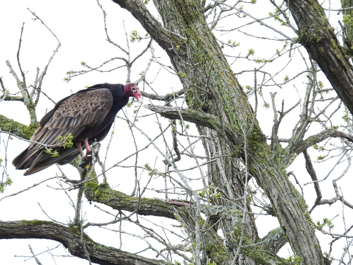 Turkey Vulture - ML635213329