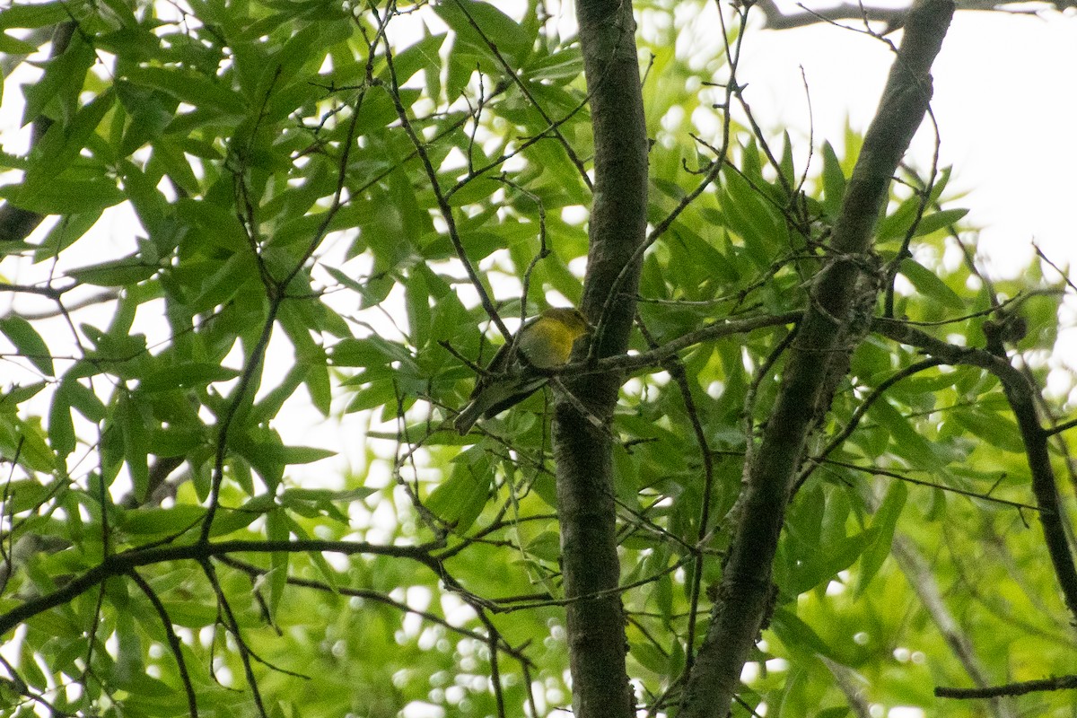 Yellow-throated Vireo - ML635213354