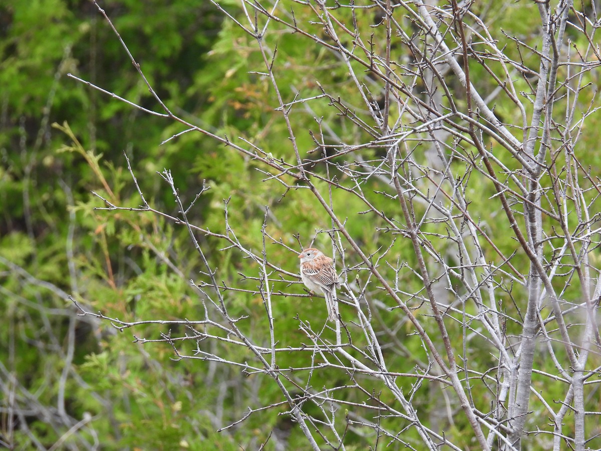 Field Sparrow - ML635213367