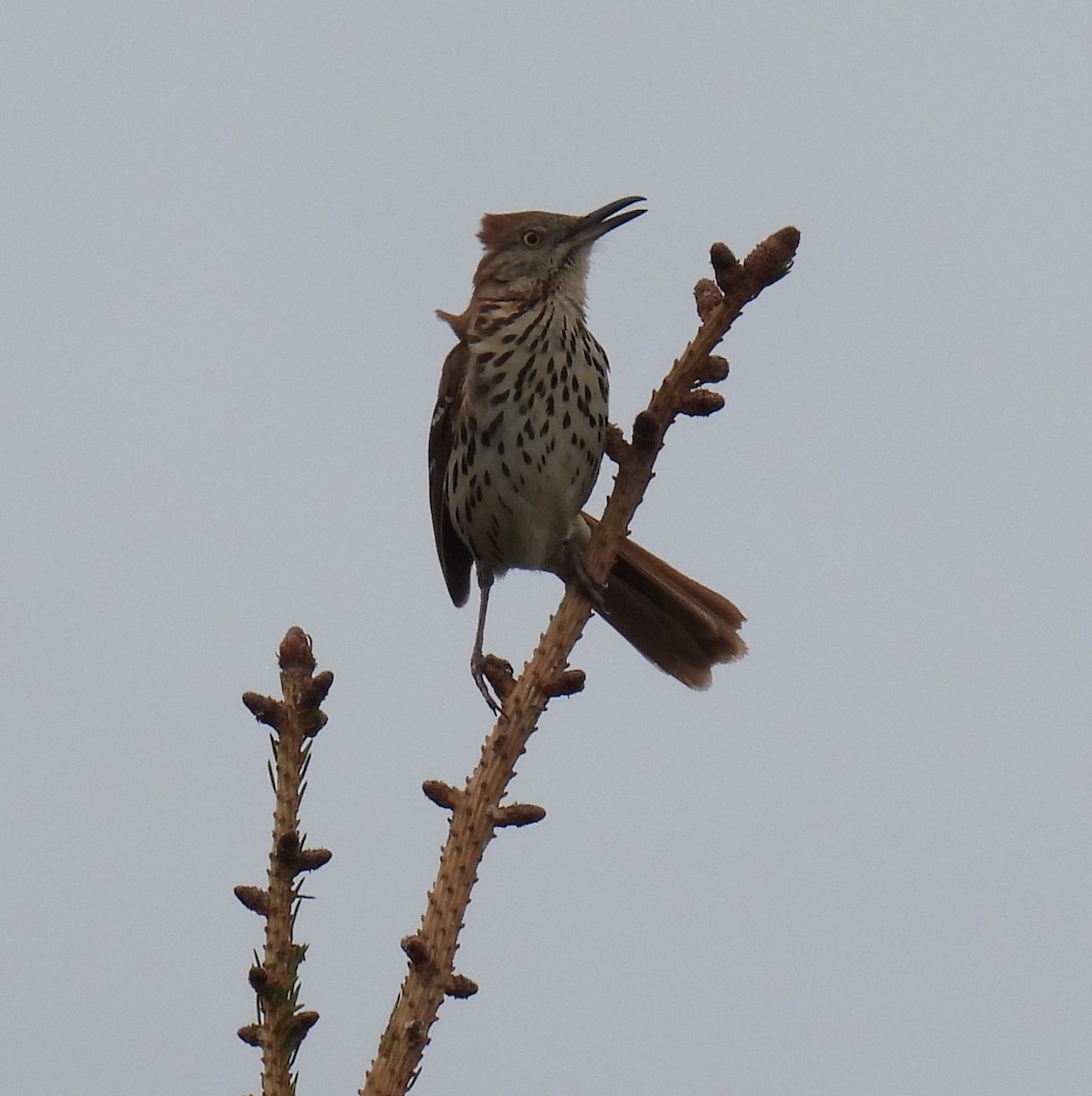 Brown Thrasher - ML635213389