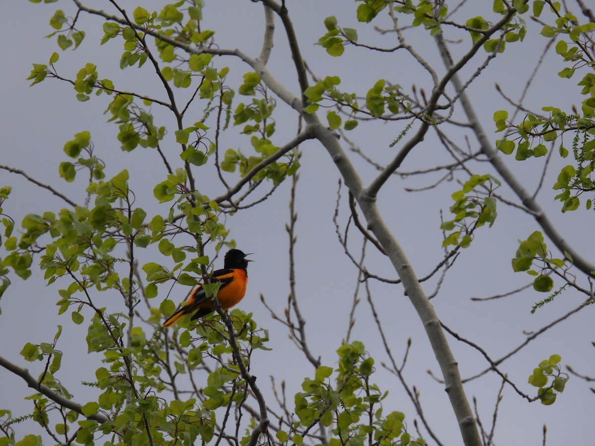 Baltimore Oriole - ML635213422