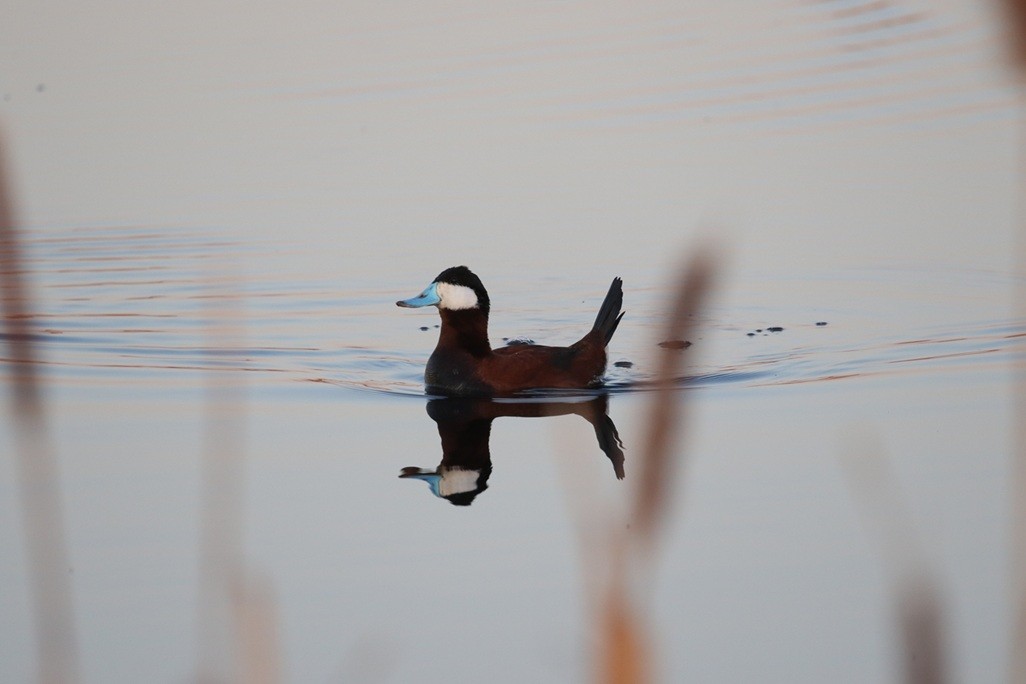 Ruddy Duck - ML635213462