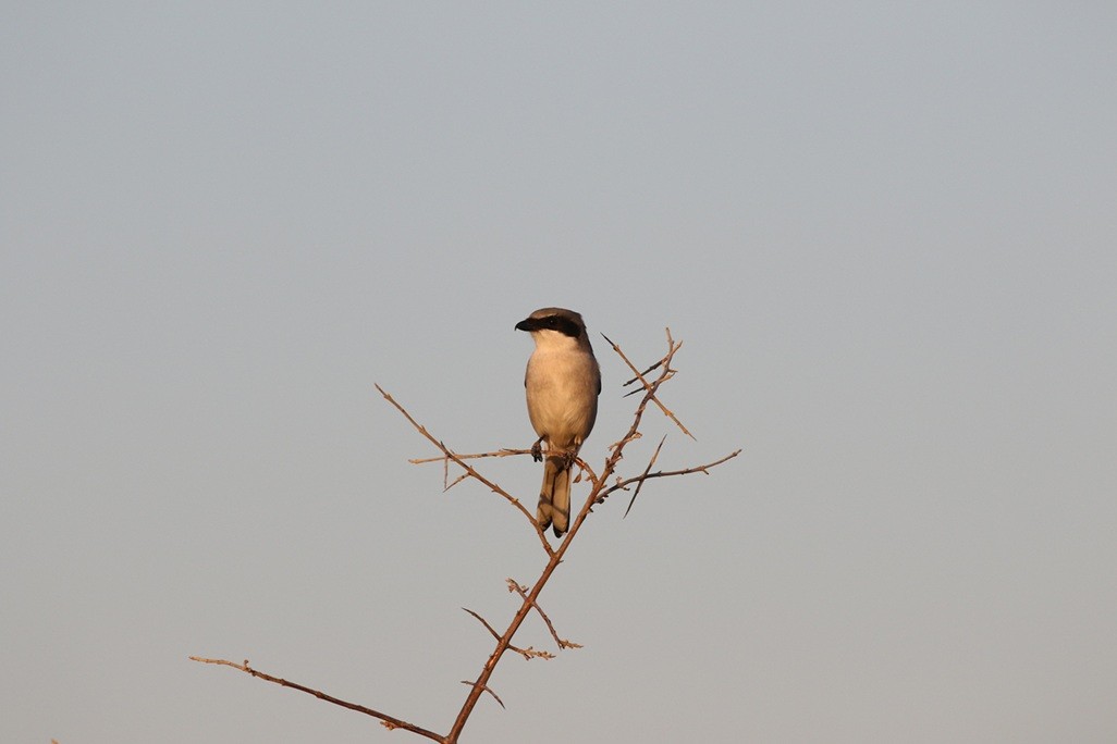 Loggerhead Shrike - ML635213470