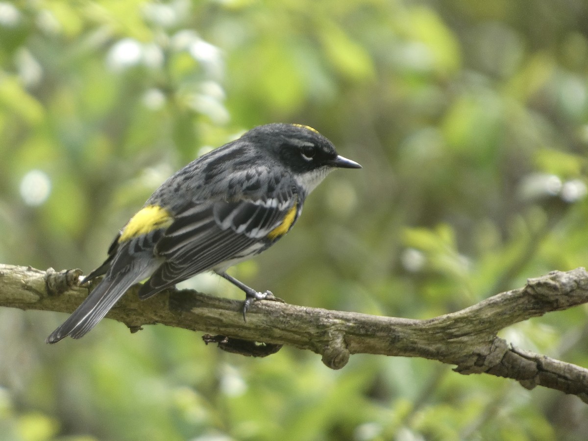 Yellow-rumped Warbler - ML635213497