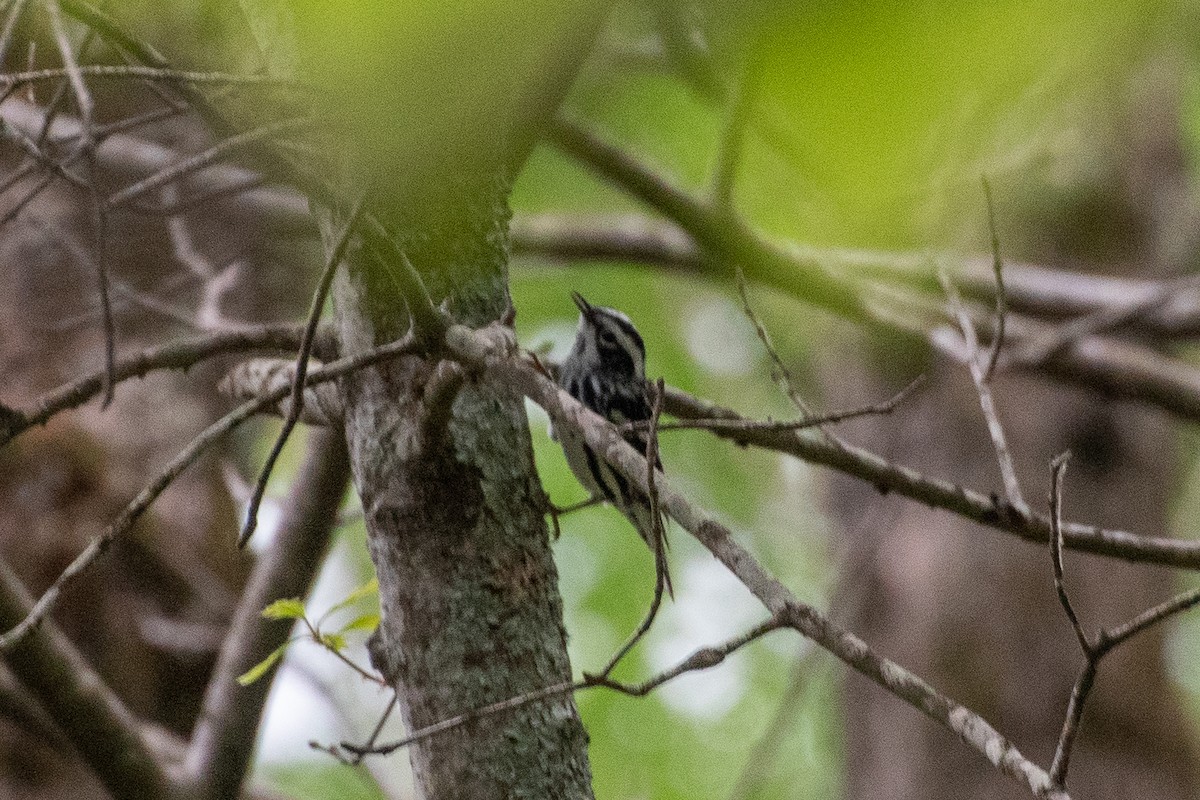 Black-and-white Warbler - ML635213500