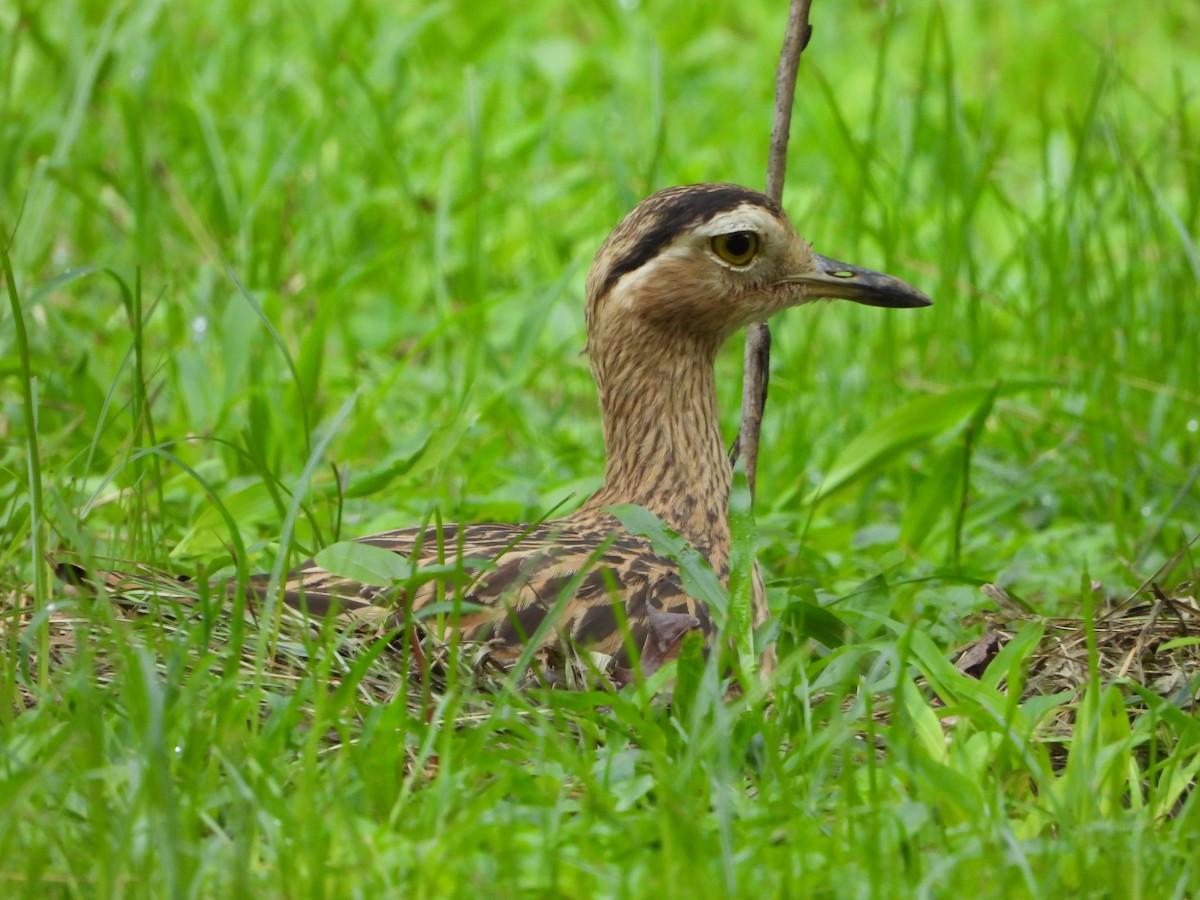 Double-striped Thick-knee - ML635213539
