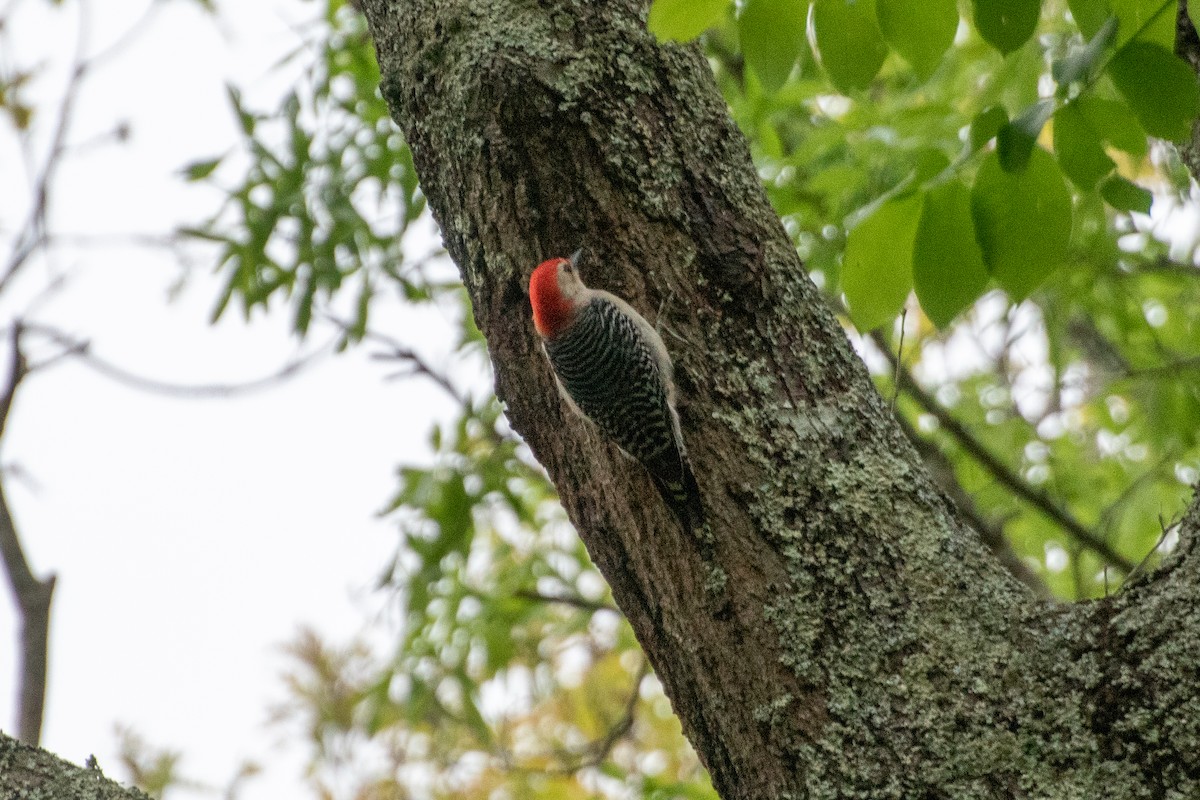 Red-bellied Woodpecker - ML635213589