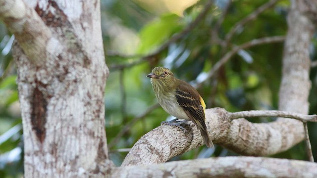 Bright-rumped Attila - ML635213593