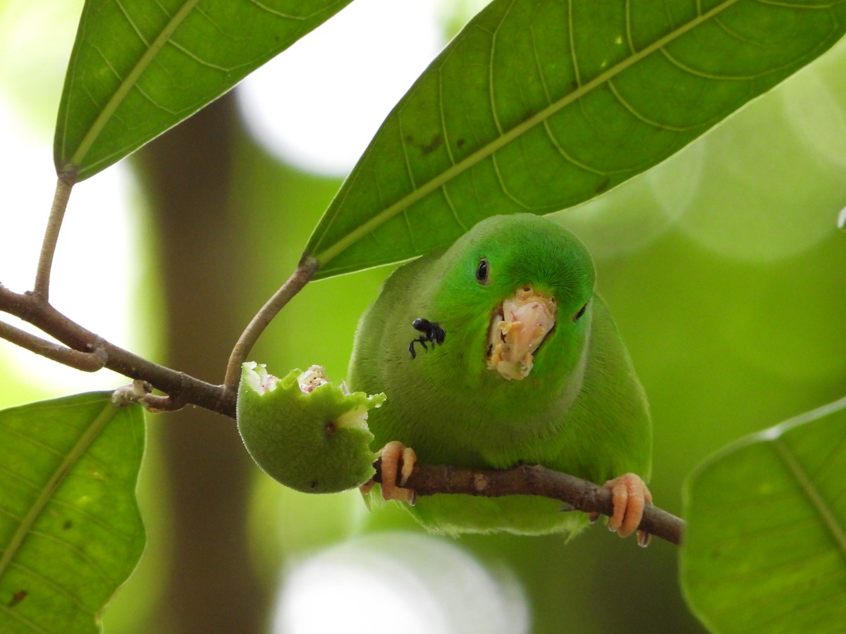 Green-rumped Parrotlet - ML635213615