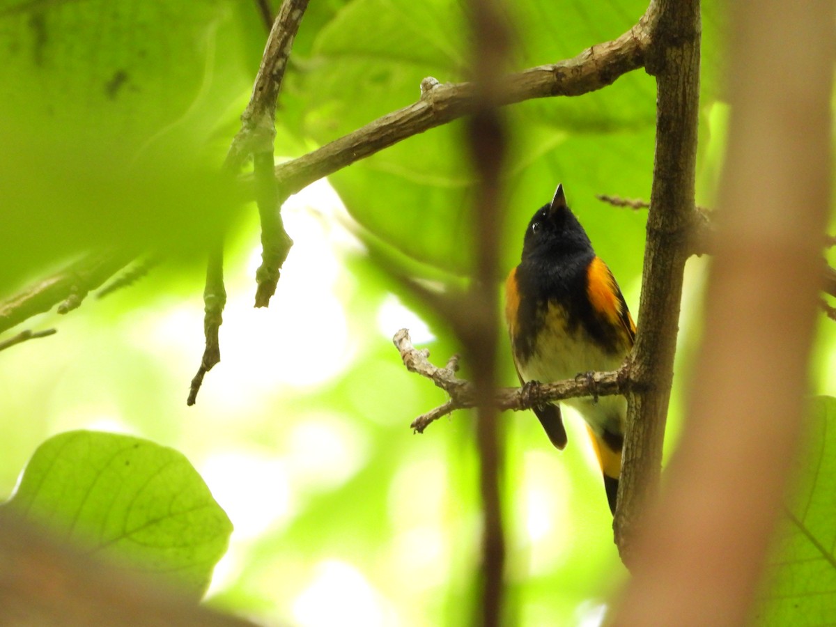 American Redstart - ML635213694