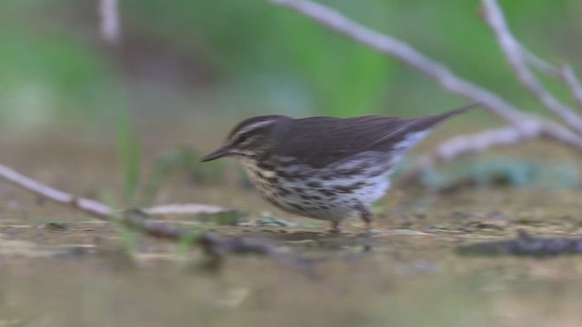 Northern Waterthrush - ML635213783