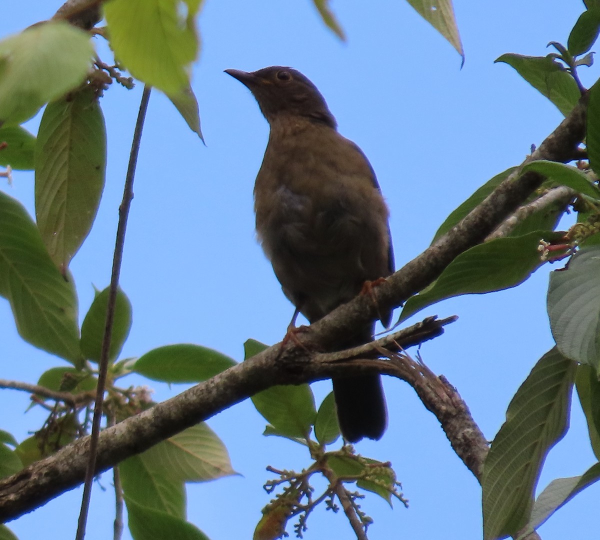 Spectacled Thrush - ML635213860